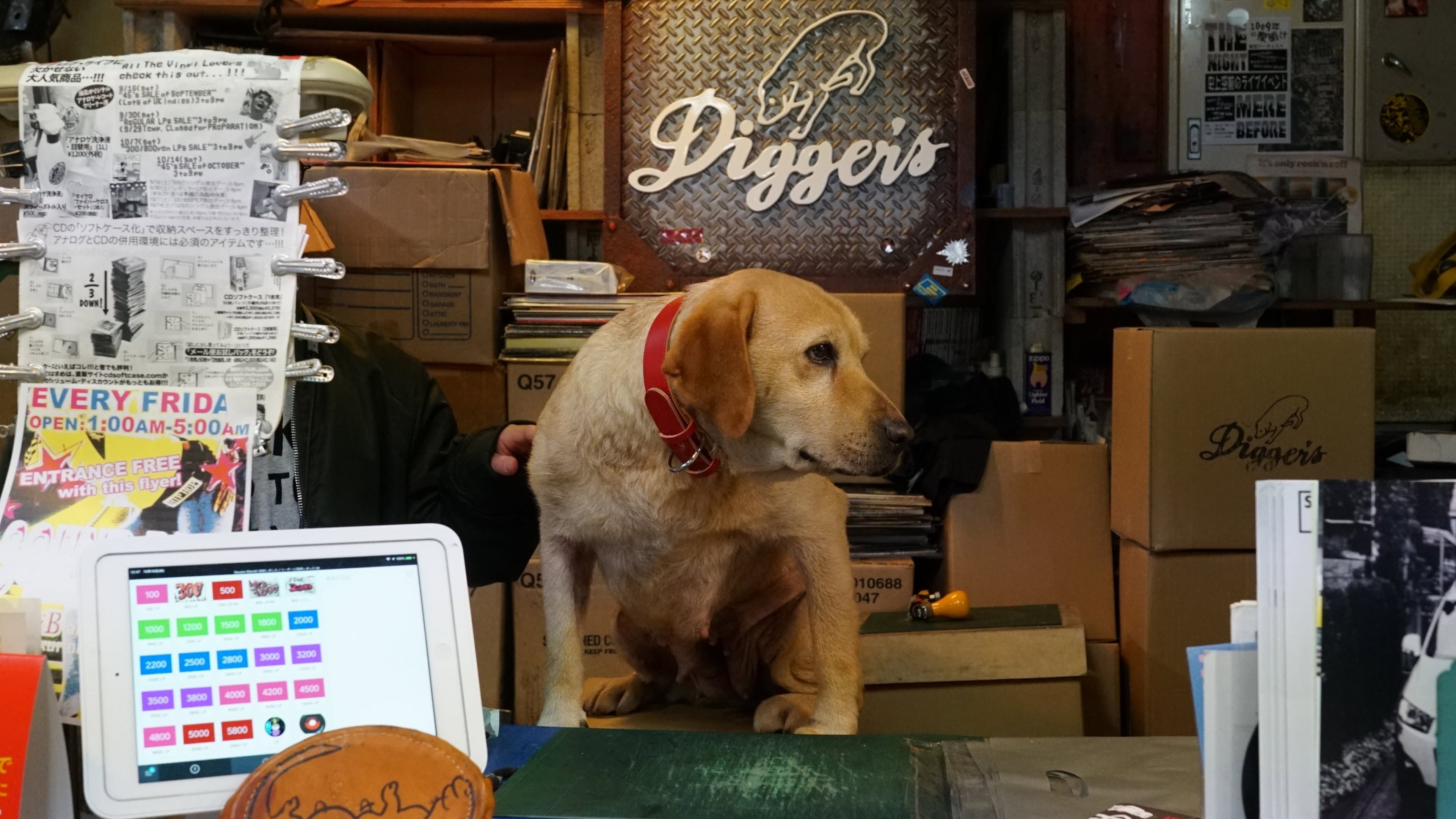 Tonkatsu DJ Agetaro Backdrop