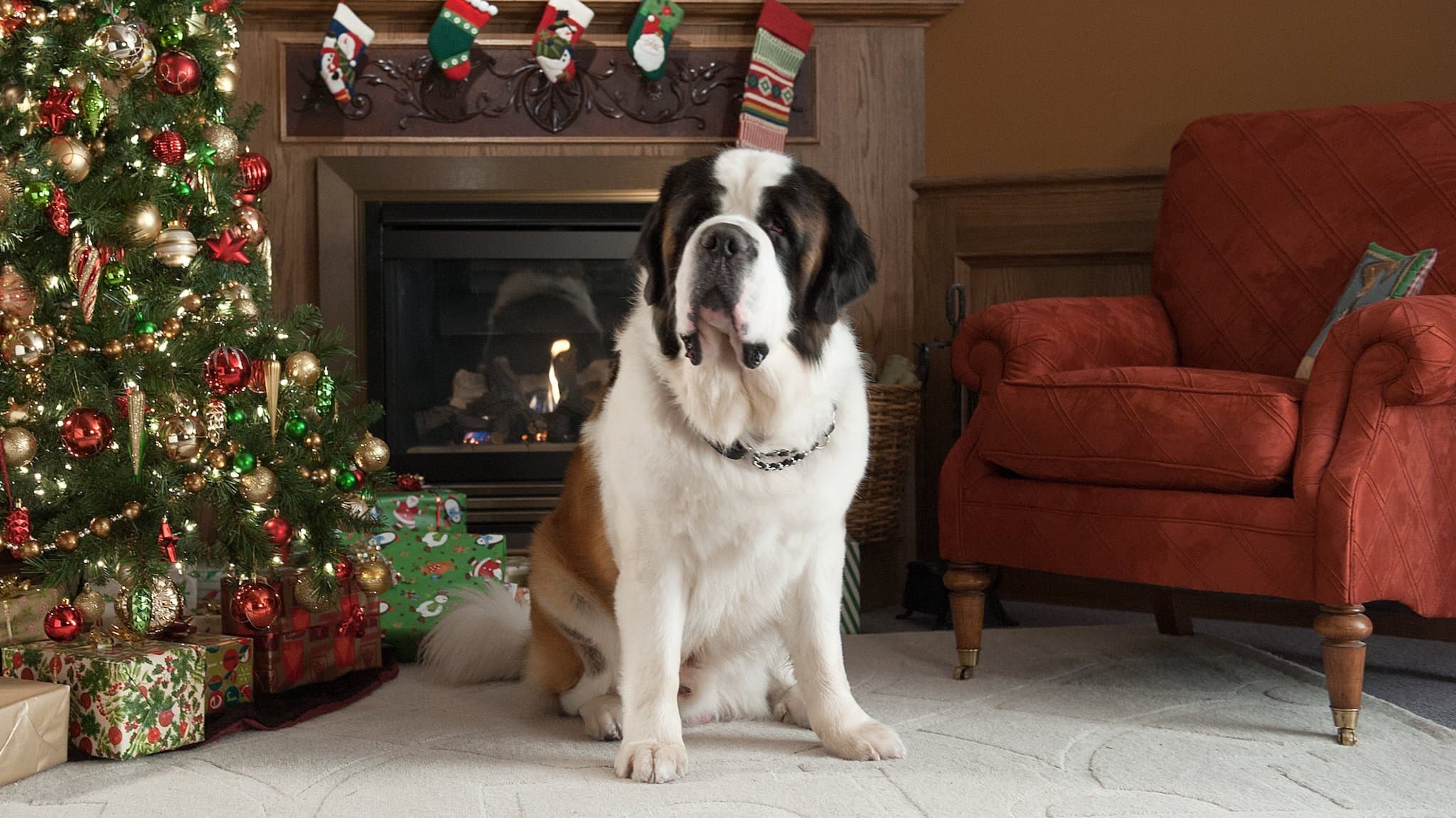 Beethoven's Christmas Adventure Backdrop