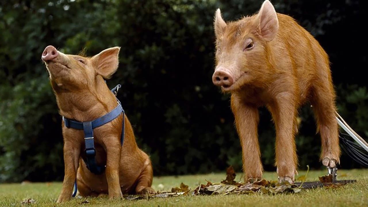 The Legend of the Tamworth Two Backdrop