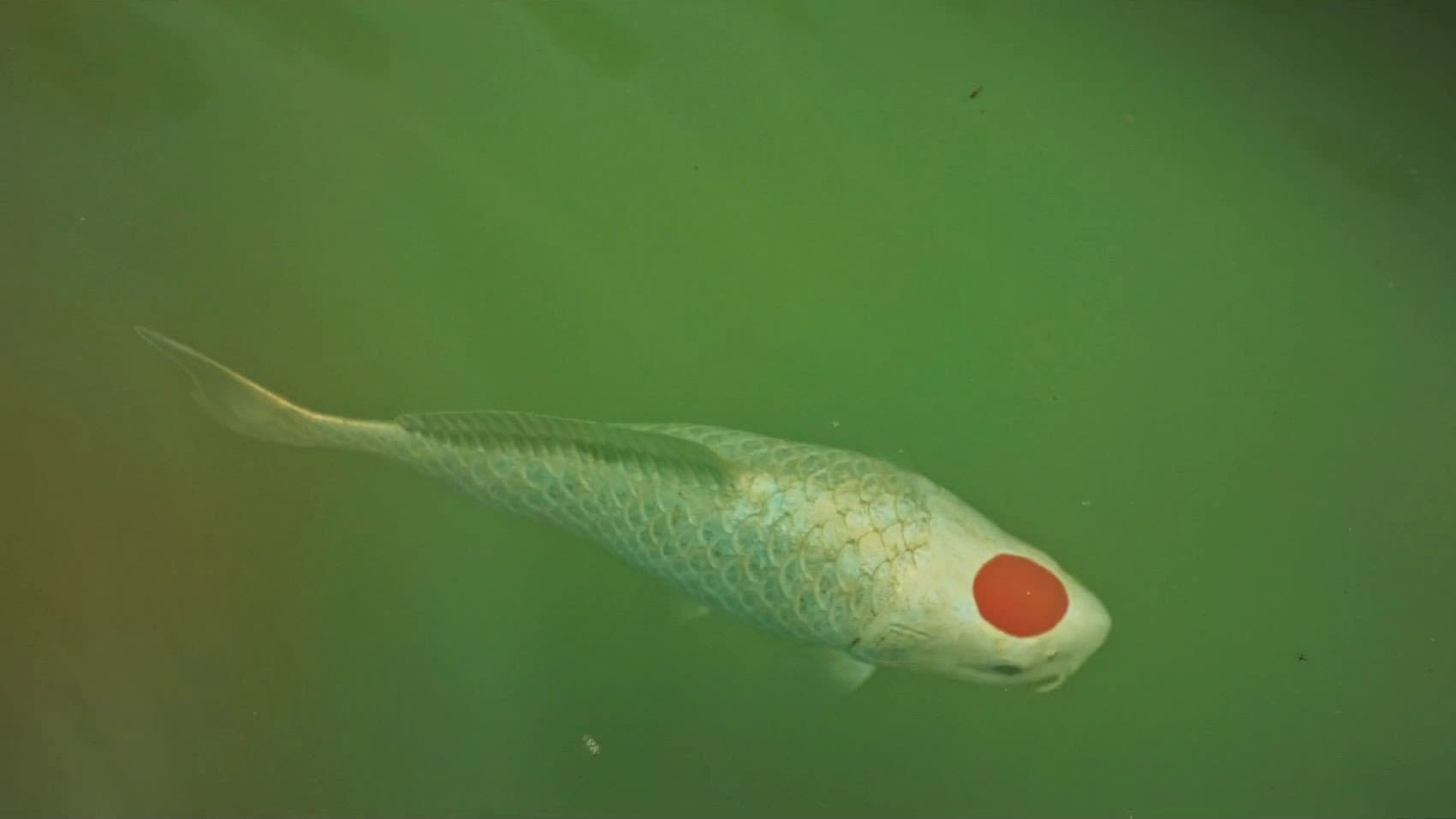 Allmen und das Geheimnis des Koi Backdrop