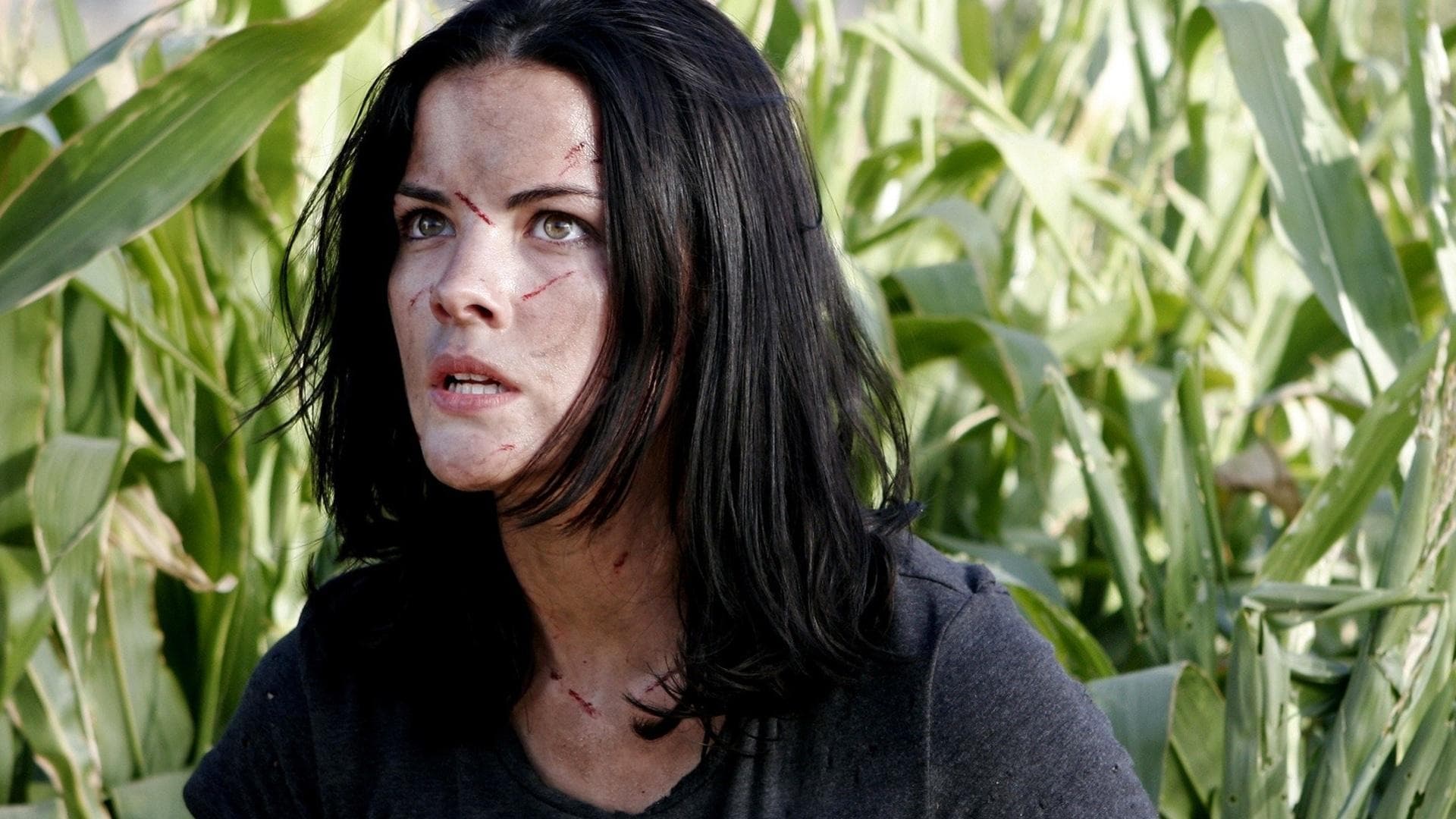 Hallowed Ground Backdrop