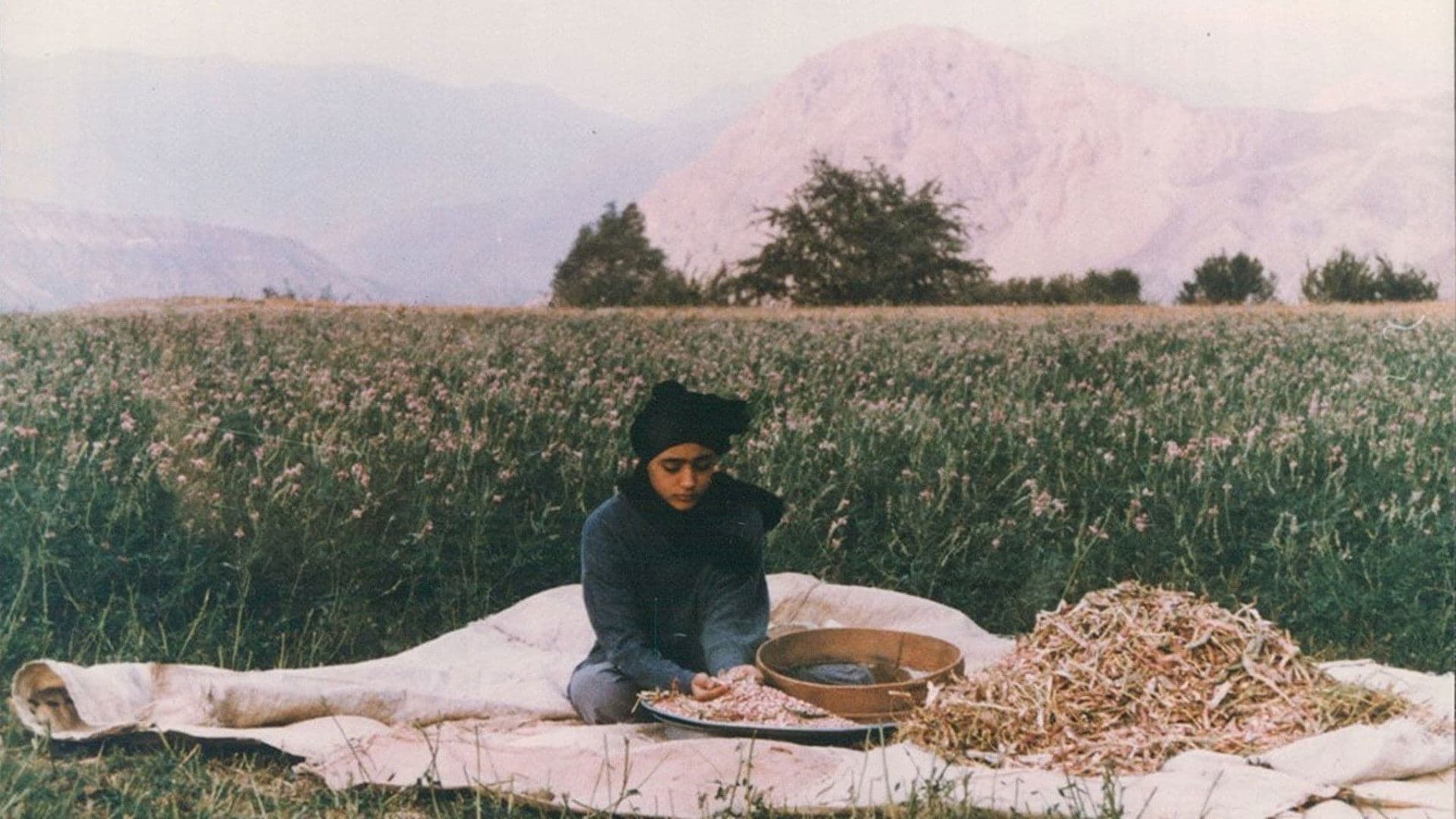 The Pear Tree Backdrop